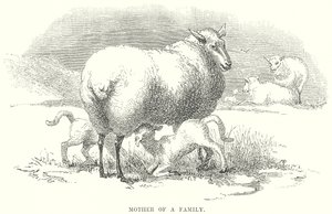 Mutter einer Familie (Gravur) von English School