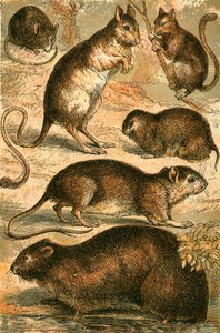 Maus, Springmaus, Ratte, Moschusratte, Schlafmaus und Feldmaus von English School