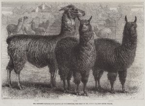 Mr. Ledgers Alpakas und Lamas in Sophienburg, dem Sitz von Mr. Atkinson, New South Wales (Stich) von English School