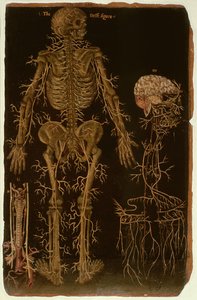 Ms Hunter 364 Tafel V Dissektion, aus Anatomische Tafeln, von John Banister (1540-1610)