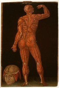 Ms Hunter 364 Tafel X Dissektion, aus Anatomische Tafeln, von John Banister (1540-1610) von English School