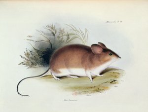 Mus Darwinii, Illustration aus Die Zoologie der Reise der H.M.S. Beagle, 1832-36, von Charles Darwin, 1840 von English School