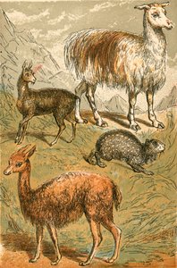 Moschustier, Lama, Vikunja und Rußpaka von English School
