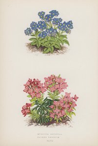 Myosotis Rupicola; Daphne Cneorum (Farblithografie)