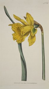 Narcissus Major (Große Narzisse), aus The Botanical Magazine or Flower Garden Displayed, veröffentlicht 1793 (handkolorierte Gravur) von English School