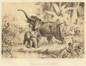 Eingeborene spießen einen Elefanten auf