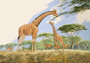 Naturwunderland: High Tea für die Giraffe