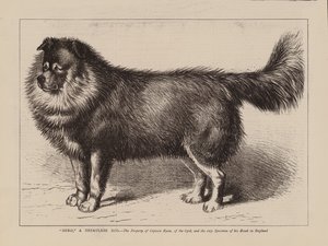 "Nero," ein nepalesischer Hund, Eigentum von Captain Ryan, des 63., und das einzige Exemplar seiner Rasse in England (Gravur) von English School