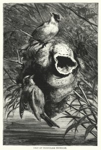 Nest der Beutelmeise (Gravur) von English School