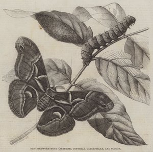 Neuer Seidenspinner (Saturnia Cynthia), Raupe und Kokon (Stich) von English School