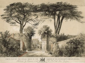 Nordansicht der Zedernbäume in den Gärten der Apotheker-Gesellschaft, Chelsea, London von English School