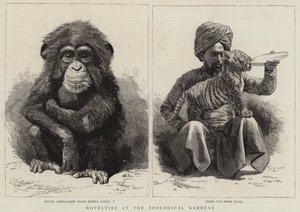Neuheiten im Zoologischen Garten (Gravur) von English School