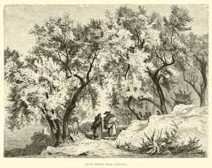 Olivenhain bei Venafro von English School
