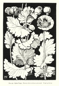 Schlafmohn; Blüten weiß bis purpurrot; Höhe 30 Zoll von English School