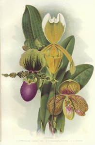 Orchideen