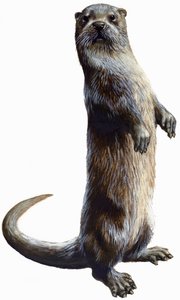 Otter von English School