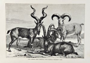Ovis Ammon - Ibex Siberica - Ovis Nabura - Markhov Widder, Illustration aus Die Universalgeographie, die Erde und ihre Bewohner von Elisee Reclus, veröffentlicht 1878
