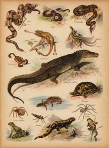 Seite aus Die kleine Volksbilder Naturgeschichte, ca. 1900 von English School