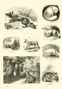 Seite aus dem Pictorial Museum of Animated Nature