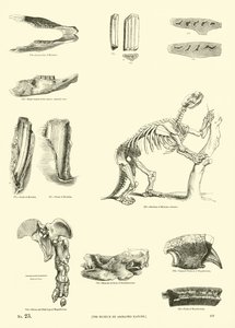 Seite aus dem Pictorial Museum of Animated Nature