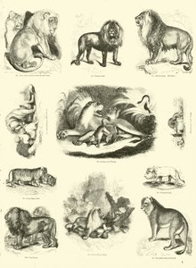 Seite aus dem Pictorial Museum of Animated Nature
