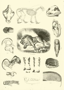 Seite aus dem Pictorial Museum of Animated Nature von English School