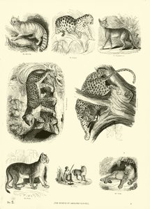 Seite aus dem Pictorial Museum of Animated Nature