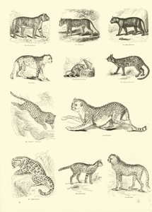 Seite aus dem Pictorial Museum of Animated Nature von English School