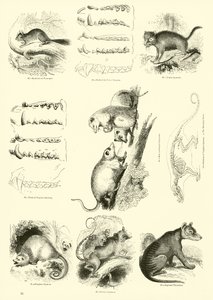 Seite aus dem Pictorial Museum of Animated Nature von English School