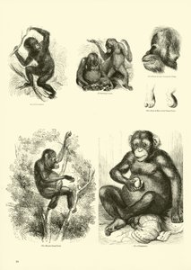 Seite aus dem Pictorial Museum of Animated Nature
