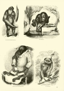 Seite aus dem Pictorial Museum of Animated Nature
