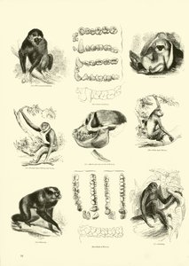 Seite aus dem Pictorial Museum of Animated Nature