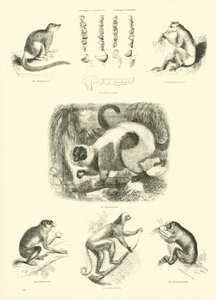Seite aus dem Pictorial Museum of Animated Nature von English School