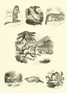 Seite aus dem Pictorial Museum of Animated Nature von English School