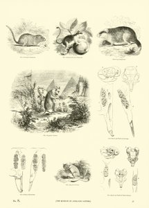 Seite aus dem Pictorial Museum of Animated Nature von English School