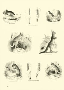 Seite aus dem Pictorial Museum of Animated Nature von English School