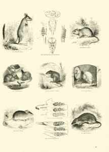 Seite aus dem Pictorial Museum of Animated Nature