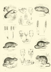 Seite aus dem Pictorial Museum of Animated Nature