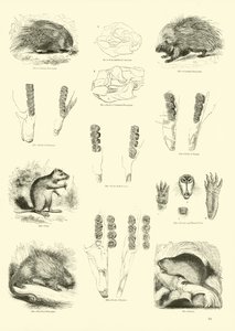 Seite aus dem Pictorial Museum of Animated Nature von English School