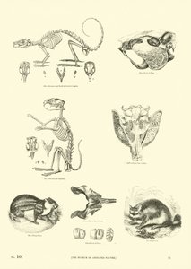 Seite aus dem Pictorial Museum of Animated Nature