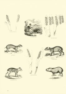Seite aus dem Pictorial Museum of Animated Nature von English School