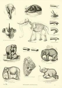 Seite aus dem Pictorial Museum of Animated Nature von English School
