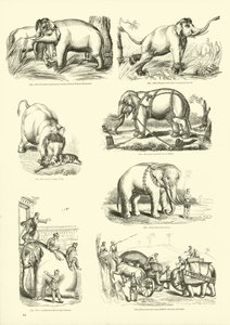 Seite aus dem Pictorial Museum of Animated Nature von English School