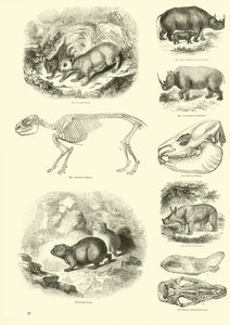 Seite aus dem Bildmuseum der belebten Natur von English School