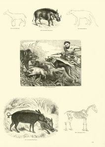 Seite aus dem Bildmuseum der belebten Natur von English School