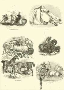 Seite aus dem Bildmuseum der belebten Natur von English School