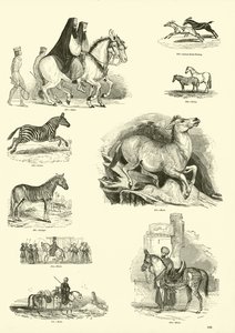 Seite aus dem Bildmuseum der belebten Natur von English School