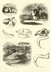 Seite aus dem Bildmuseum der belebten Natur von English School