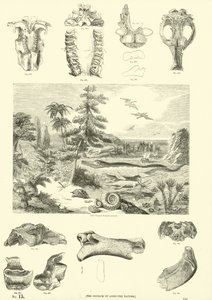 Seite aus dem Bildmuseum der belebten Natur