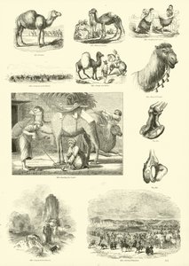 Seite aus dem Bildmuseum der belebten Natur